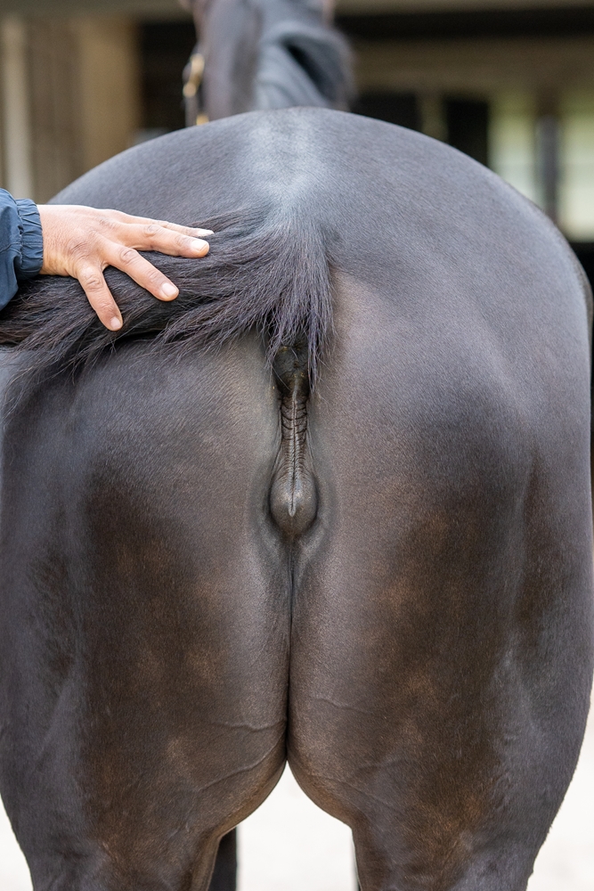 Graceful Artist (AUS) - Image 5