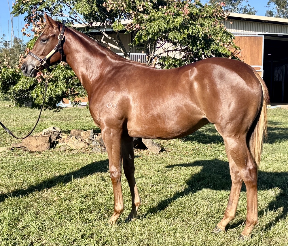 Extreme Choice (AUS) / Sheza Shamardal (AUS) 2024 Filly - Image 1