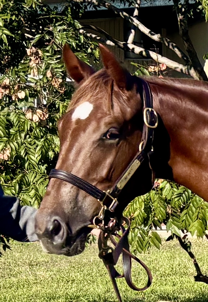 Extreme Choice (AUS) / Sheza Shamardal (AUS) 2024 Filly - Image 2