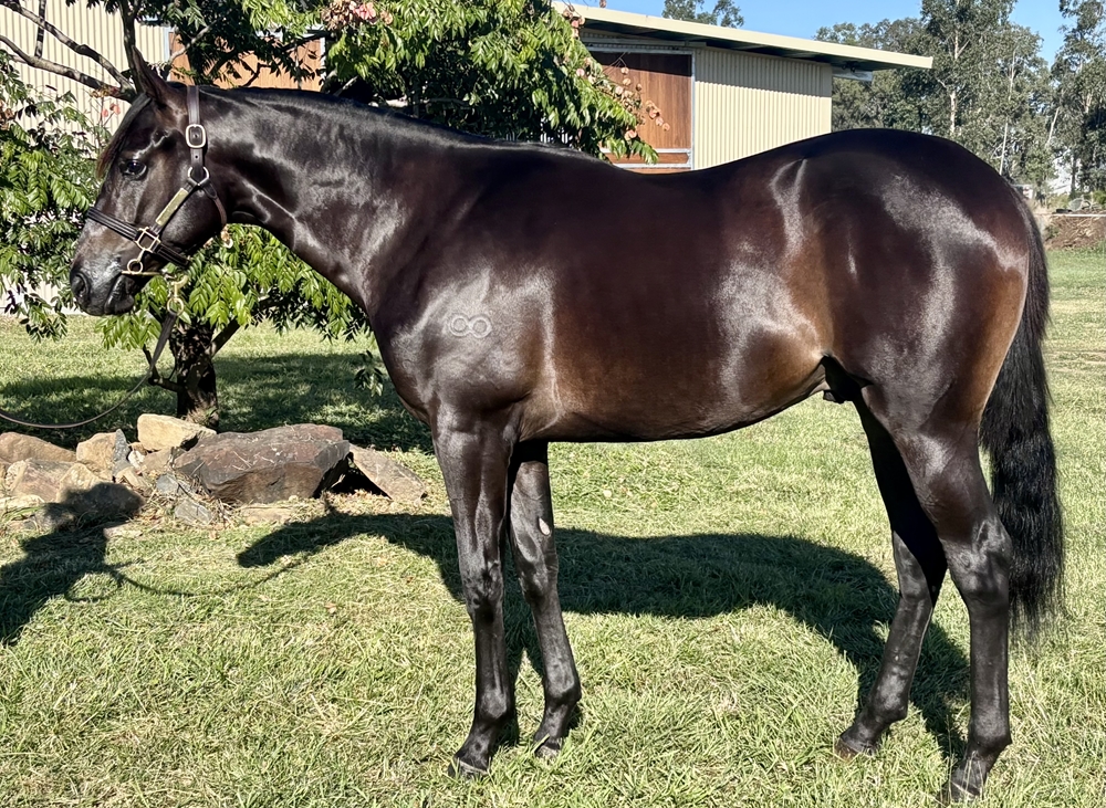 Cosmic Force (AUS) / Hexameter (AUS) 2023 Colt - Image 1