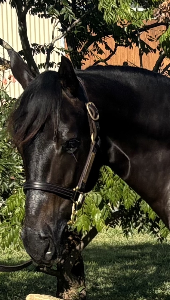 Cosmic Force (AUS) / Hexameter (AUS) 2023 Colt - Image 2