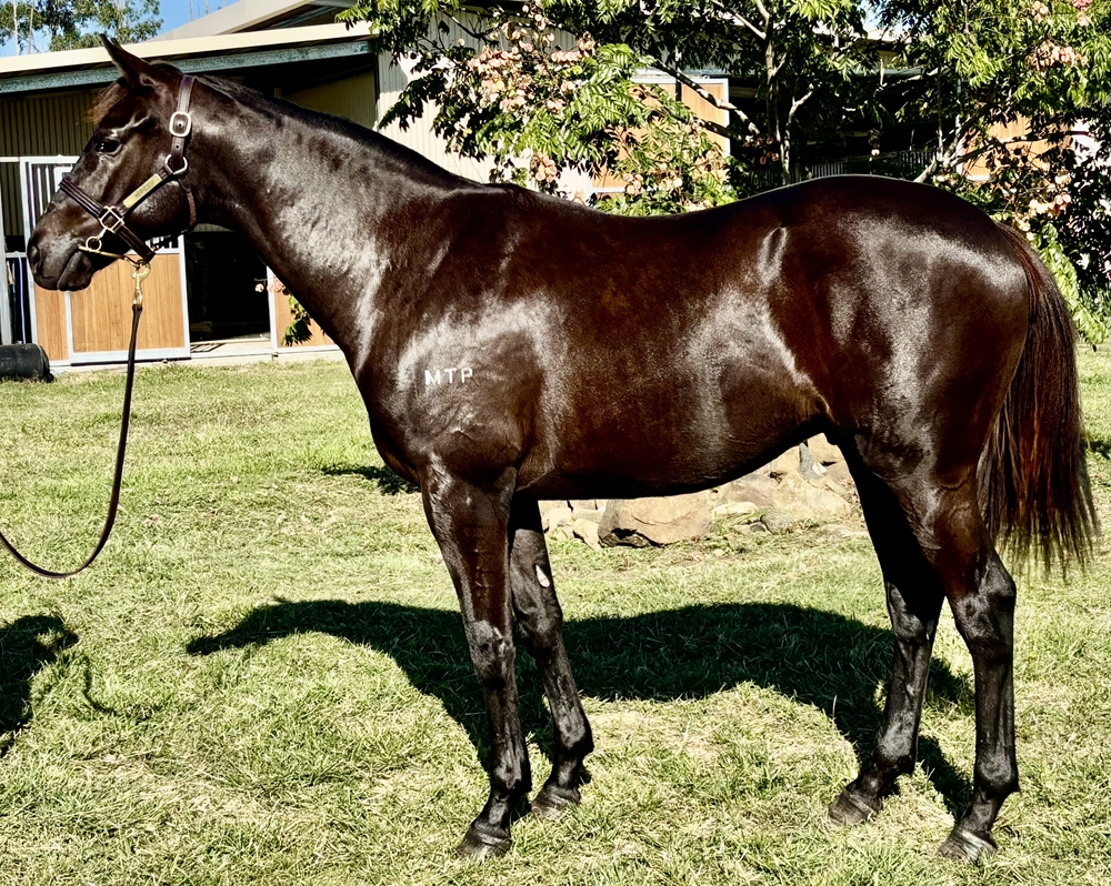 Too Darn Hot (GB) / Smarter Than (NZ) 2023 Colt - Image 1