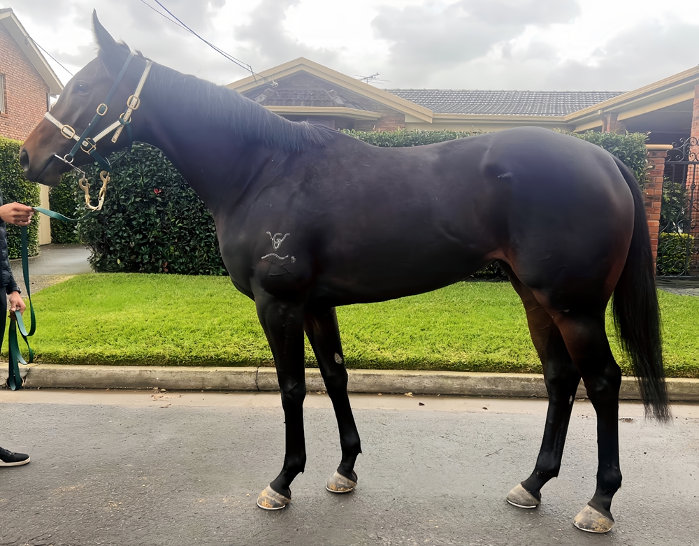 Eclair Awesome (AUS) - Image 1