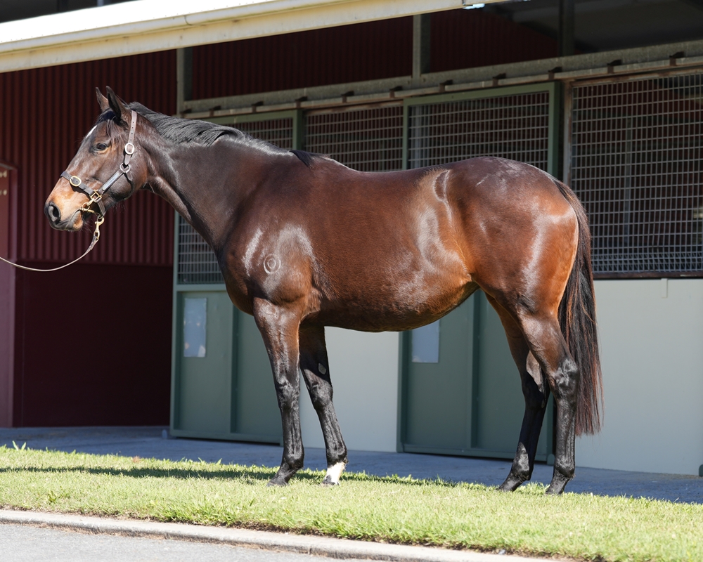 Navy Dresser (AUS) - Image 1