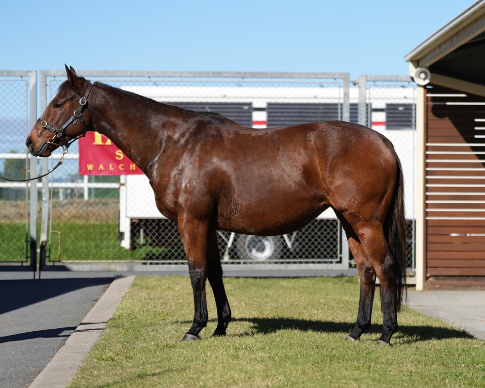 Touchabeel (NZ) - Image 1