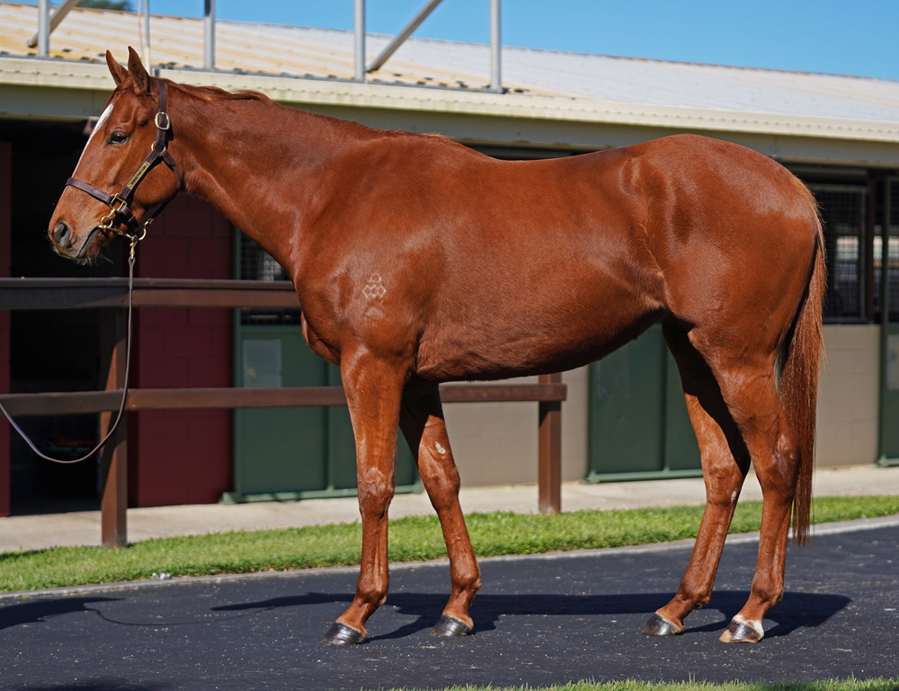The Autumn Sun (AUS) / Bagalollies (AUS) 2021 Filly - Image 1