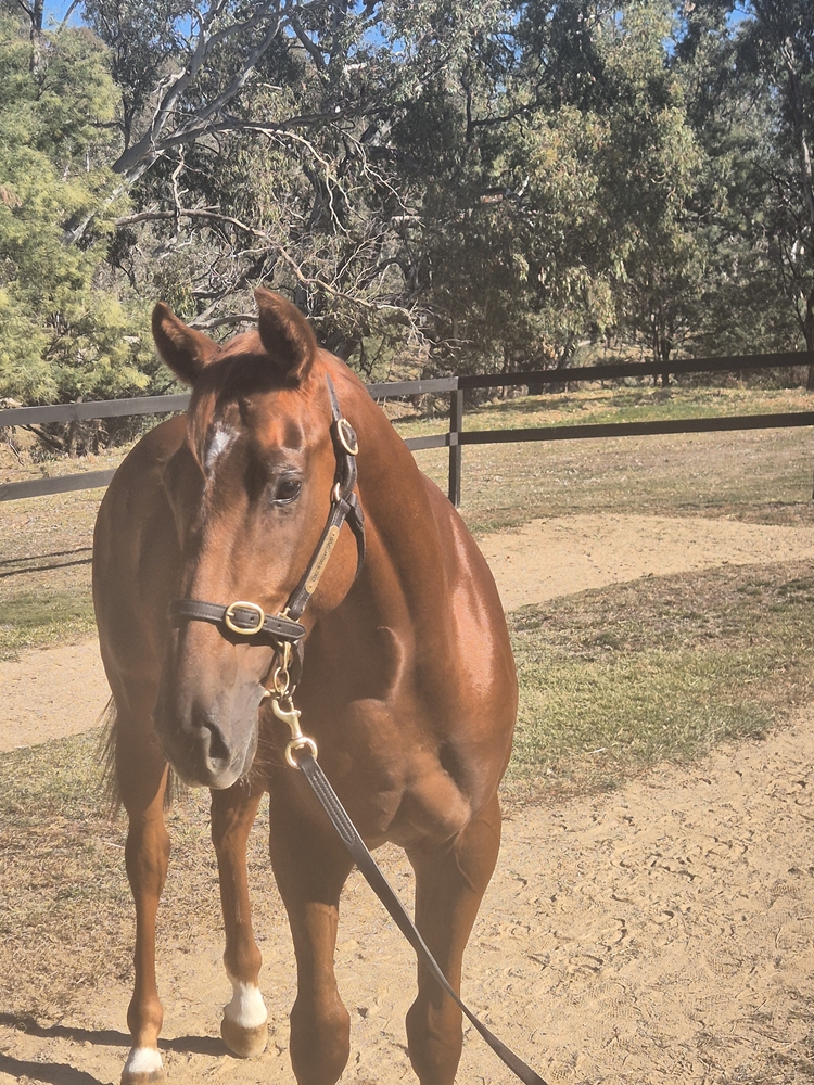 Written By (AUS) / Moxie Doll (AUS) 2023 Colt - Image 1