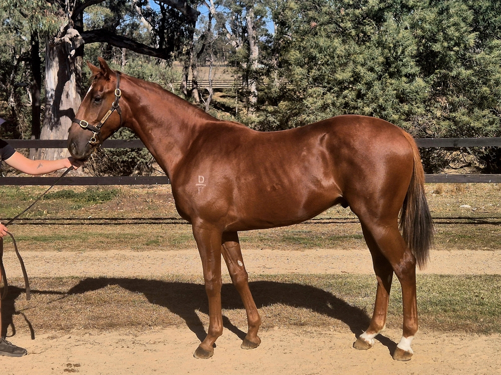 Written By (AUS) / Moxie Doll (AUS) 2023 Colt - Image 2