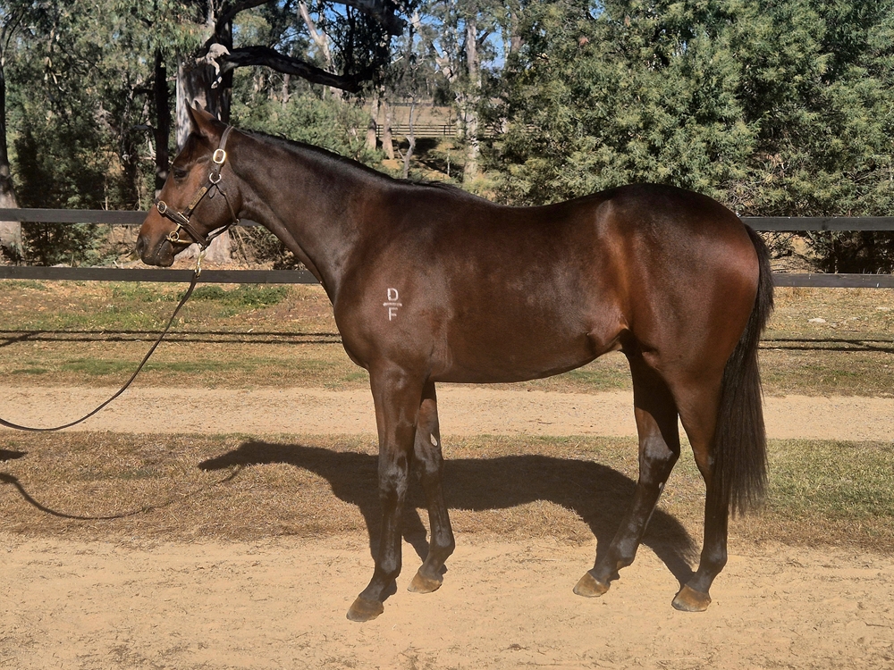 Satono Aladdin (JPN) / Vertiginous (NZ) 2023 Colt - Image 1