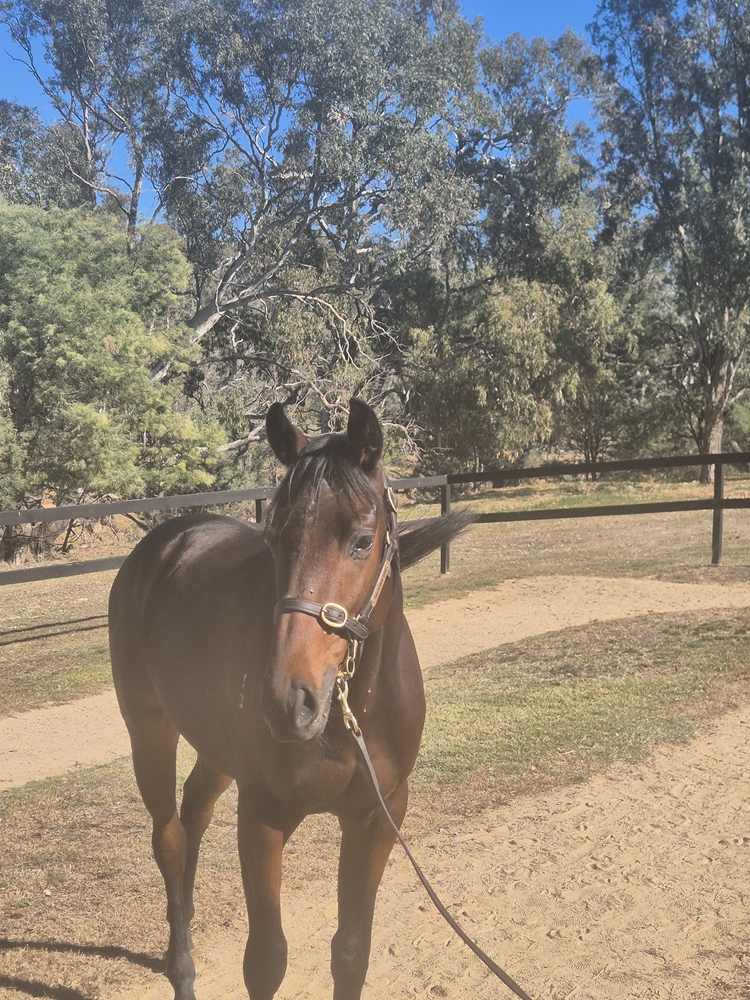 Satono Aladdin (JPN) / Vertiginous (NZ) 2023 Colt - Image 2