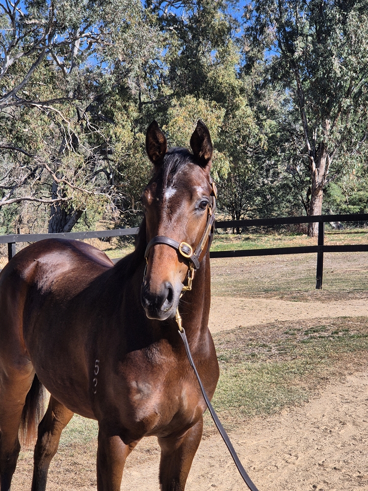 Hanseatic (AUS) / Daft (AUS) 2023 Filly - Image 2