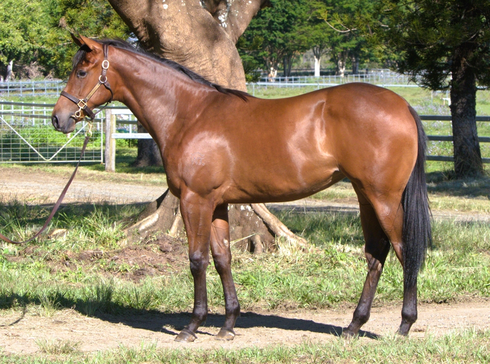 Brutal (NZ) / Ciavenna (IRE) 2023 Filly - Image 1