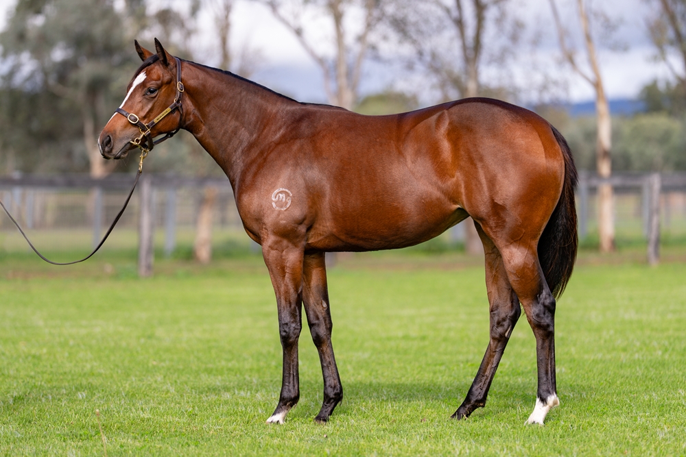 St Mark's Basilica (FR) / Sensibility (AUS) 2023 Filly - Image 1