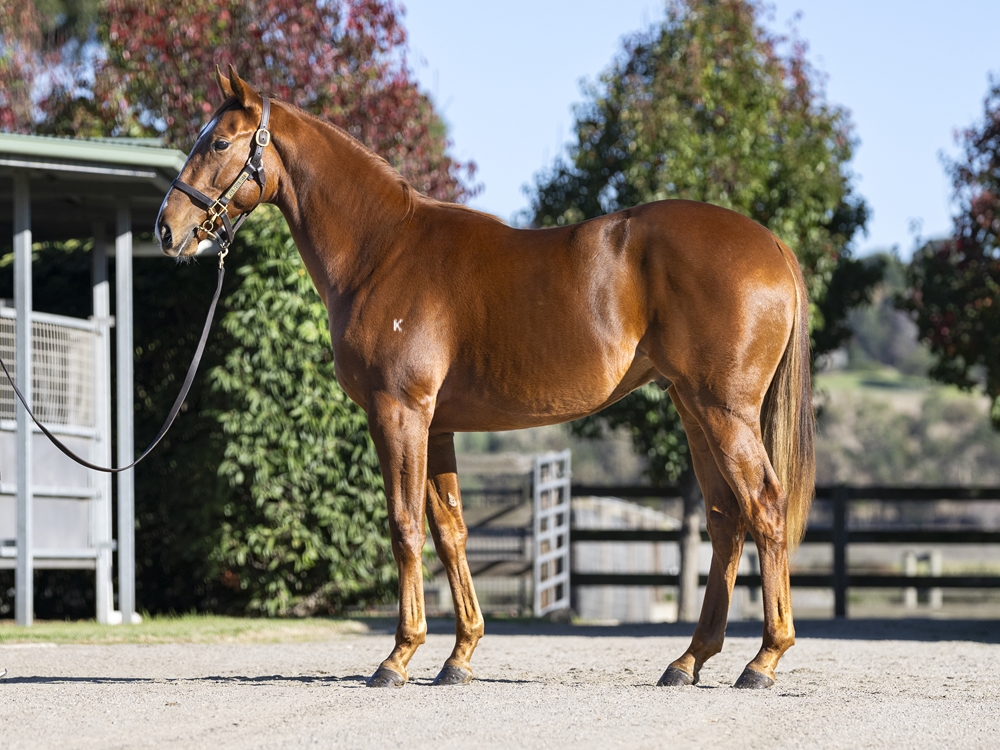 Maurice (JPN) / Only Words (NZ) 2023 Colt - Image 1