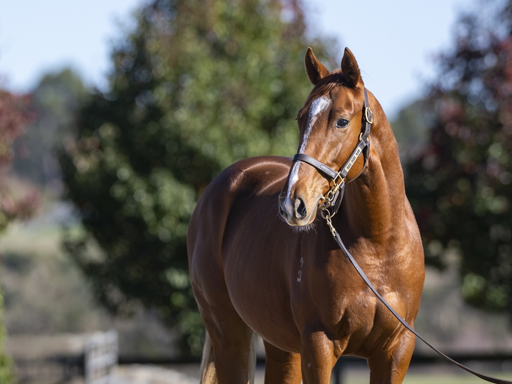 Maurice (JPN) / Only Words (NZ) 2023 Colt - Image 2