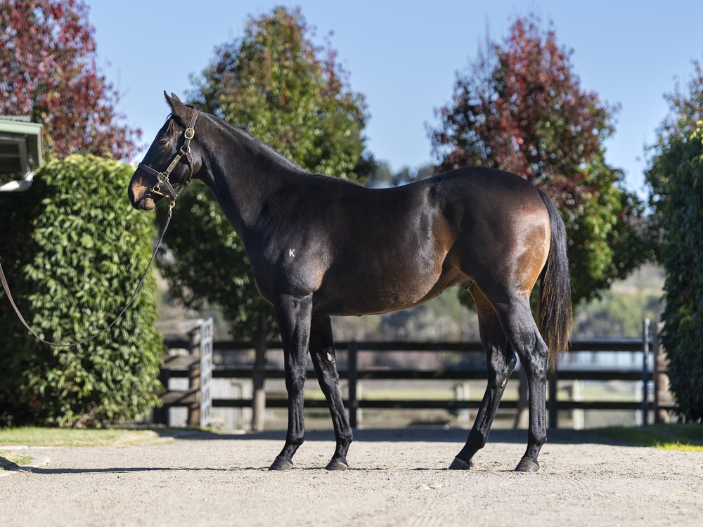 Pinatubo (IRE) / Blackline (AUS) 2023 Colt - Image 1