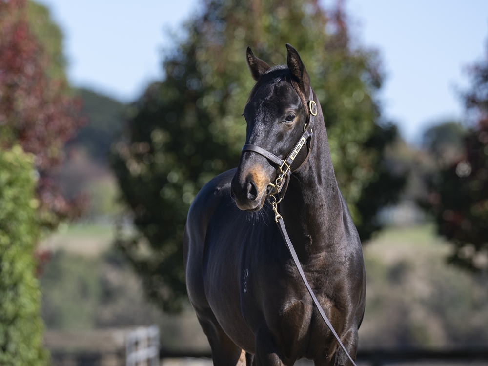 Pinatubo (IRE) / Blackline (AUS) 2023 Colt - Image 2