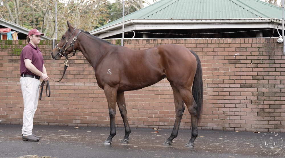 Extreme Diva (AUS) - Image 1