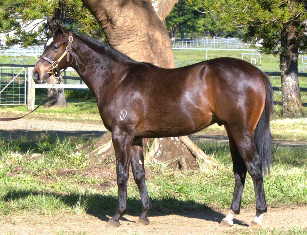 Farnan (AUS) / Pasadoble (AUS) 2023 Colt - Image 1