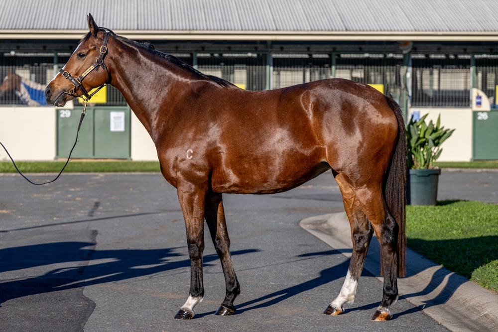 Hidden Flame (AUS) - Image 1