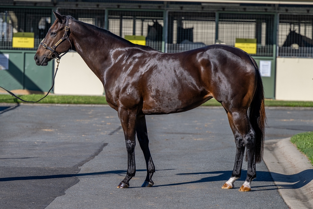 Kaminsky (AUS) - Image 1