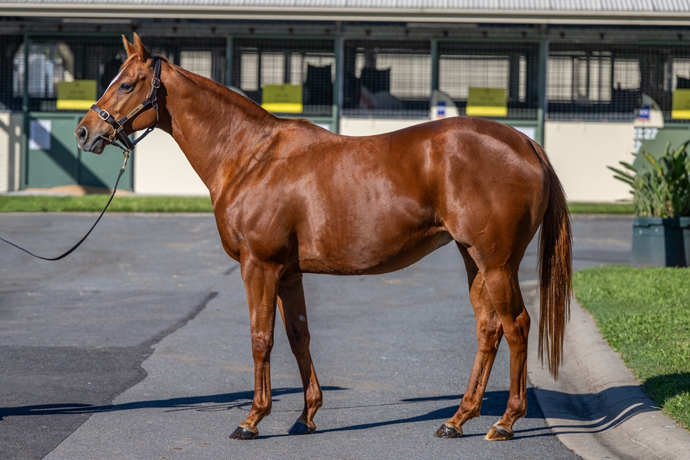 Miss Teheran (IRE) - Image 1