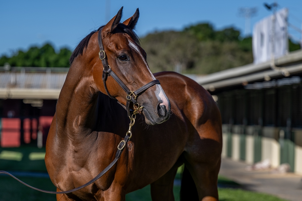 Ace's in Bloom (NZ) - Image 1