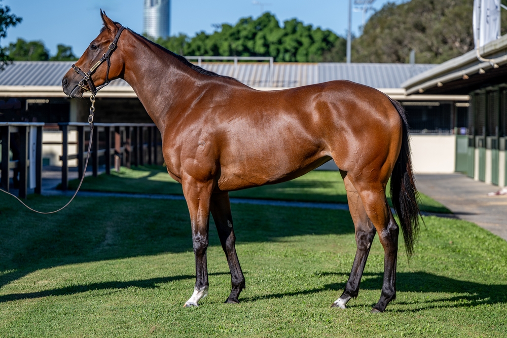 Ace's in Bloom (NZ) - Image 2