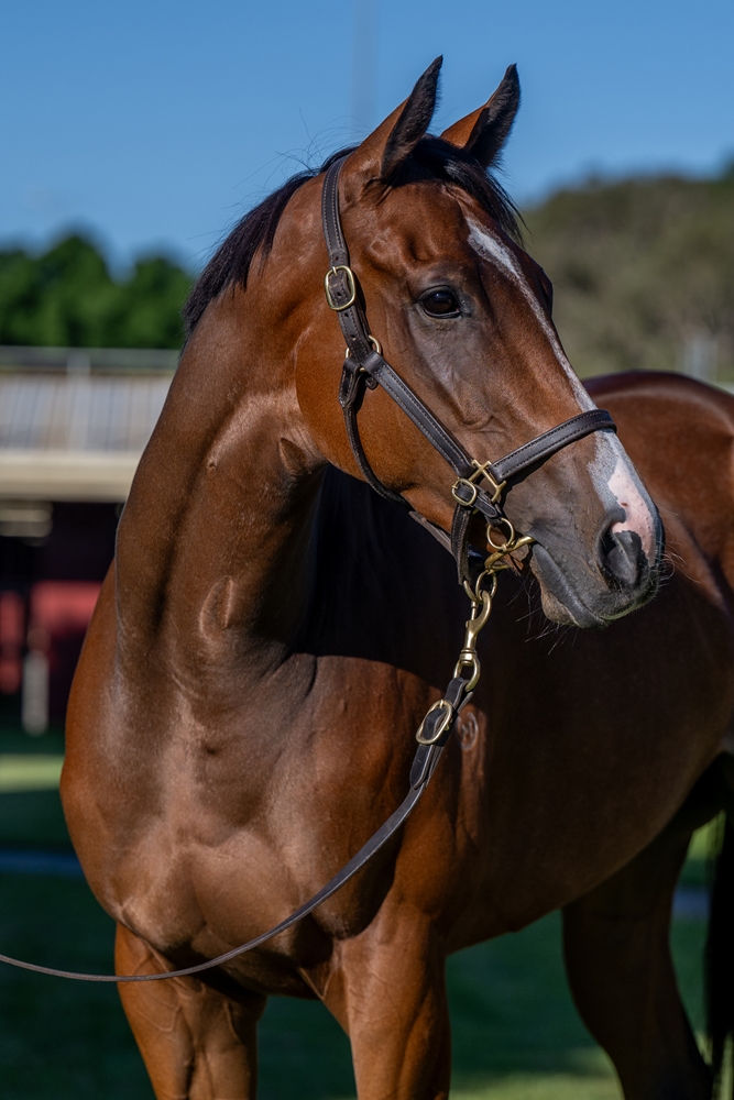Ace's in Bloom (NZ) - Image 3