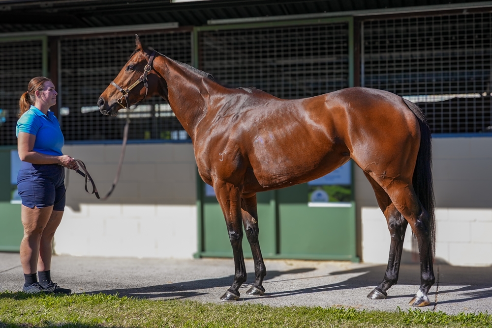 Veravino (AUS) - Image 1