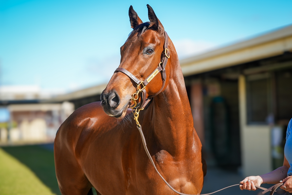 Veravino (AUS) - Image 2