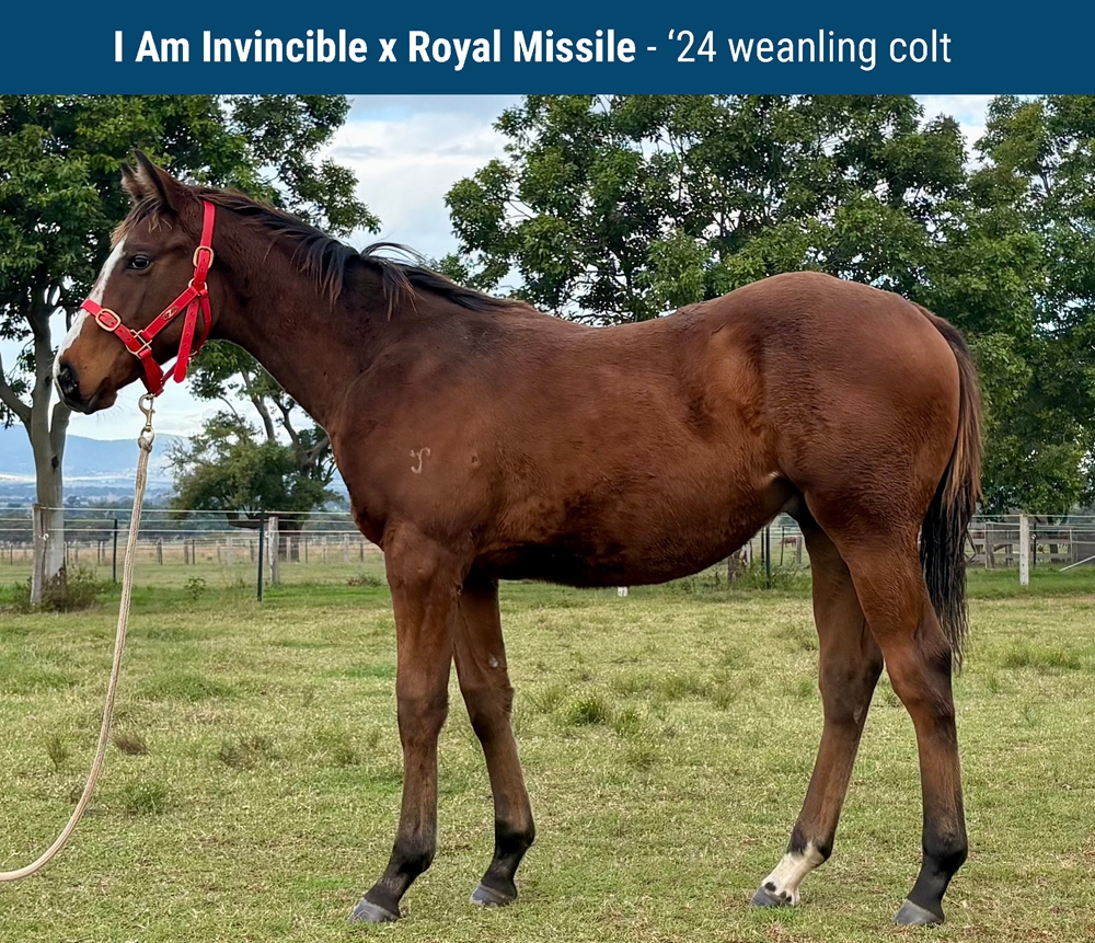 Royal Missile (AUS) - Image 1