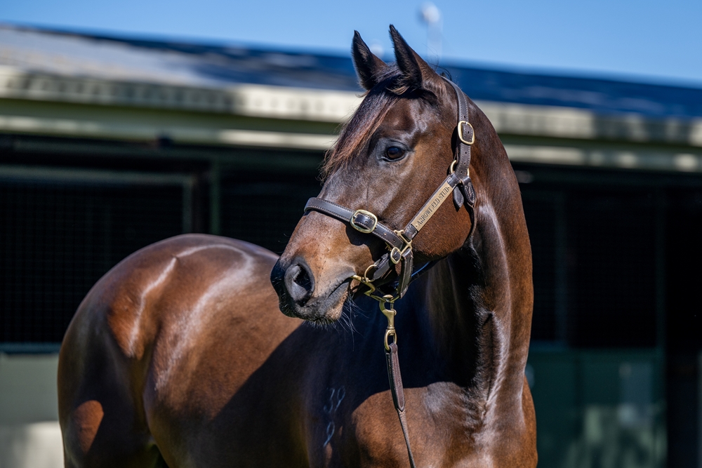 Doraskaya (AUS) - Image 2