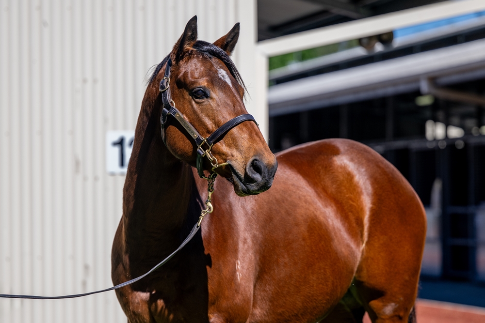 Pencilled Out (NZ) - Image 2