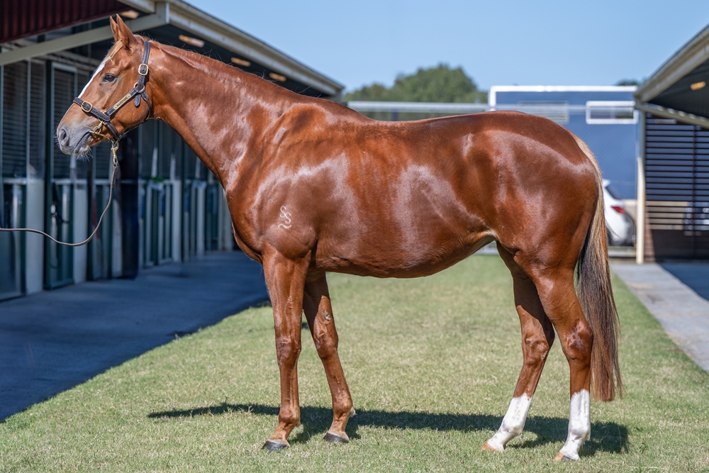 Fireflies (AUS) - Image 1