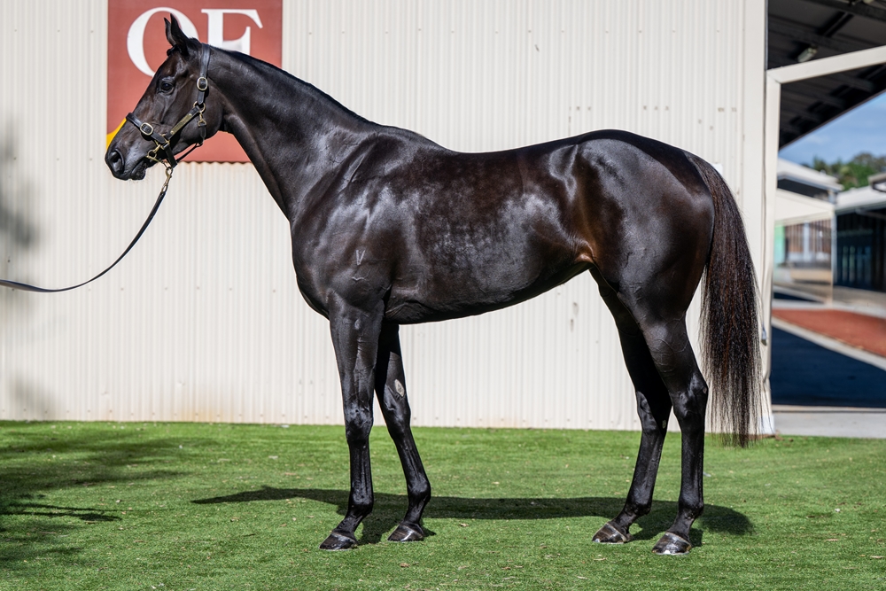 Tojaki (AUS) - Image 1