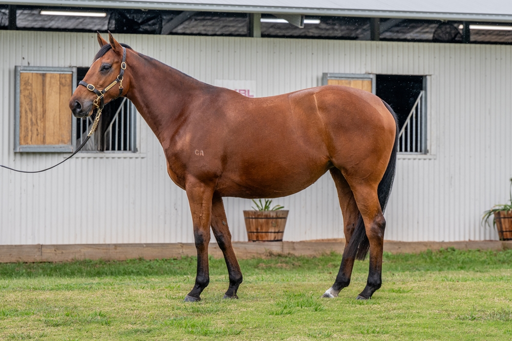 Grande Baie (NZ) - Image 1