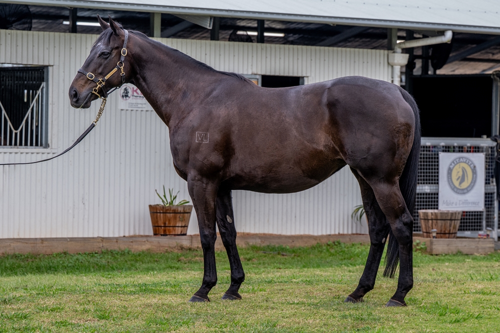 Jebel Hafeet (AUS) - Image 1
