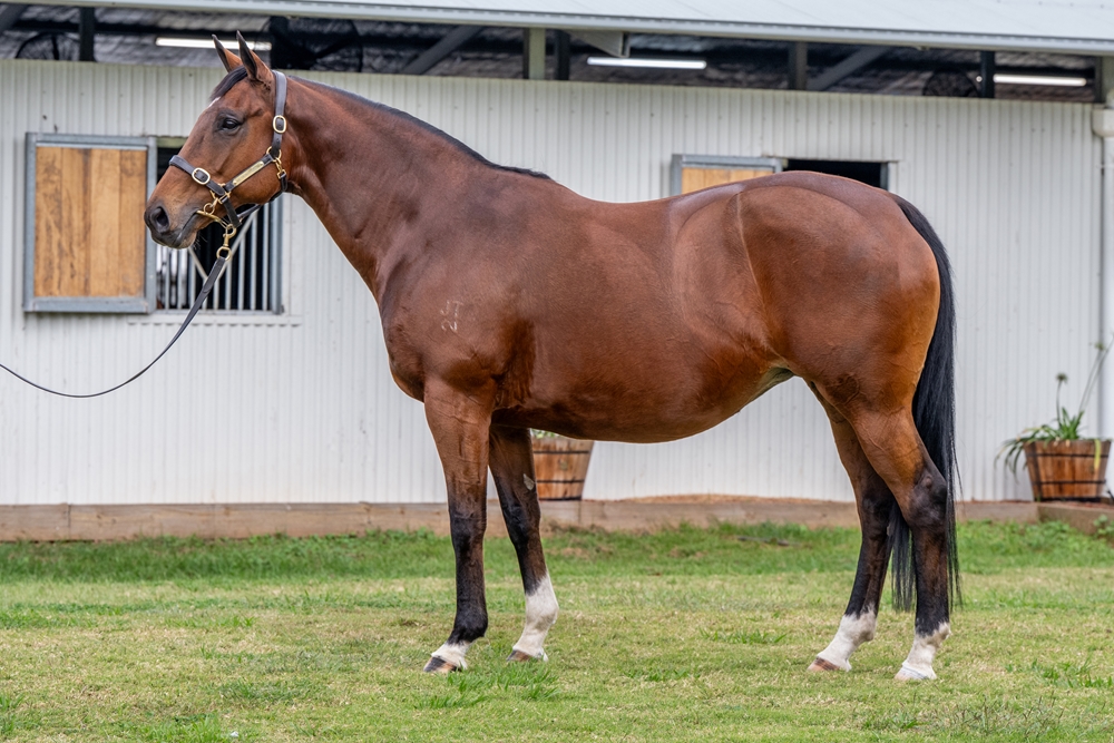 Pearl Star (AUS) - Image 1