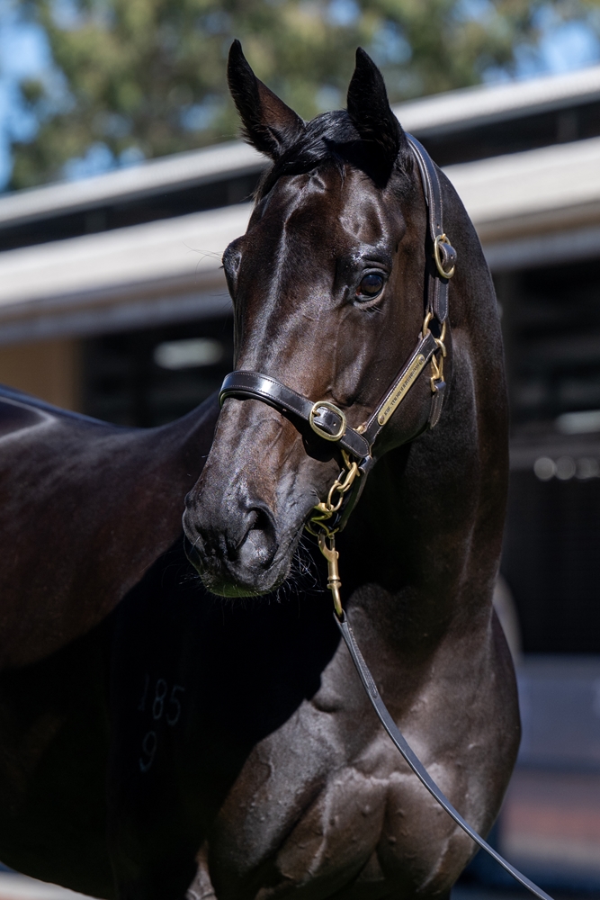 Tojaki (AUS) - Image 2