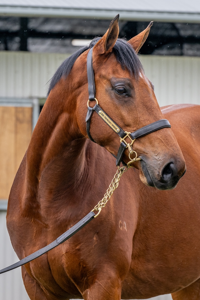 Grande Baie (NZ) - Image 2