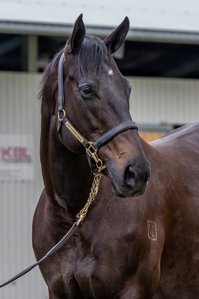 Jebel Hafeet (AUS) - Image 2