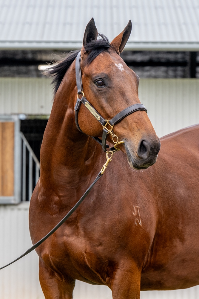 Pearl Star (AUS) - Image 2