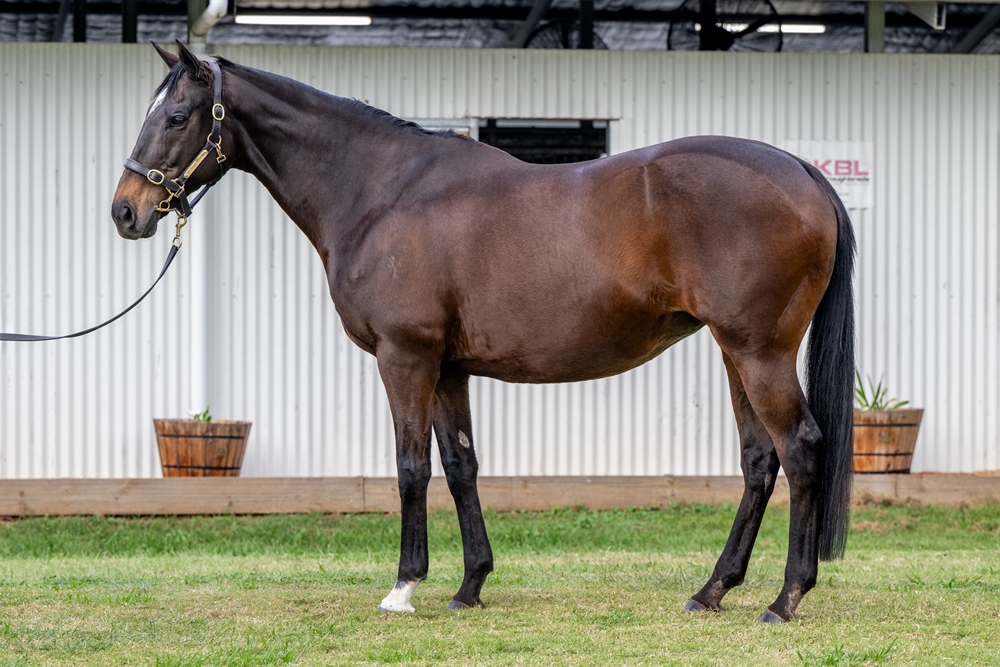 Amarela (NZ) - Image 1