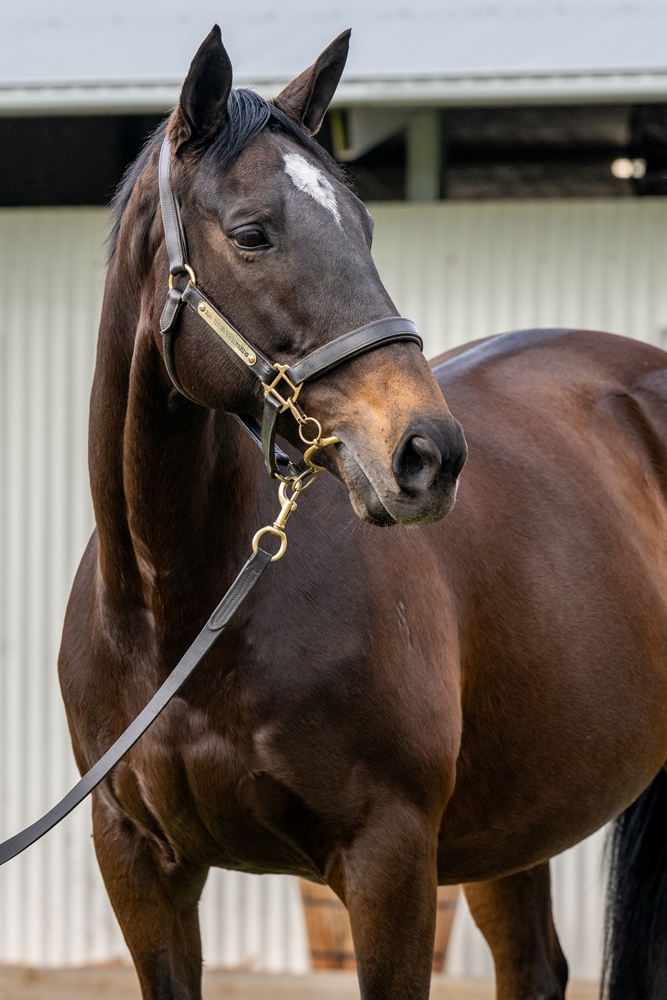 Amarela (NZ) - Image 2