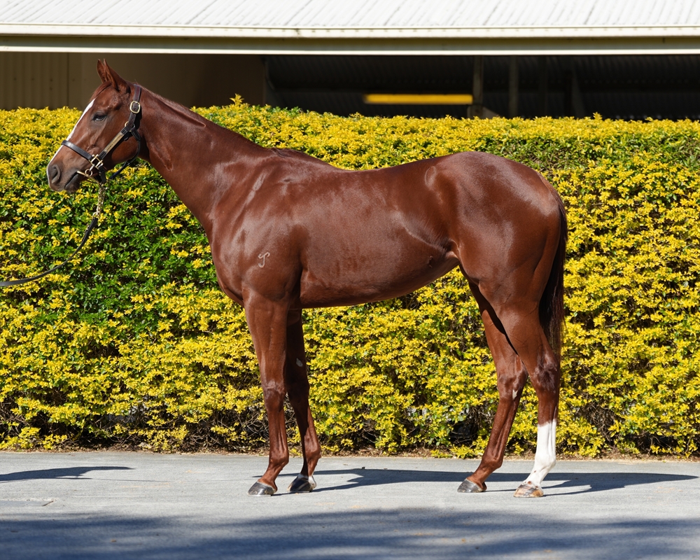 Kuroyanagi (AUS) - Image 1