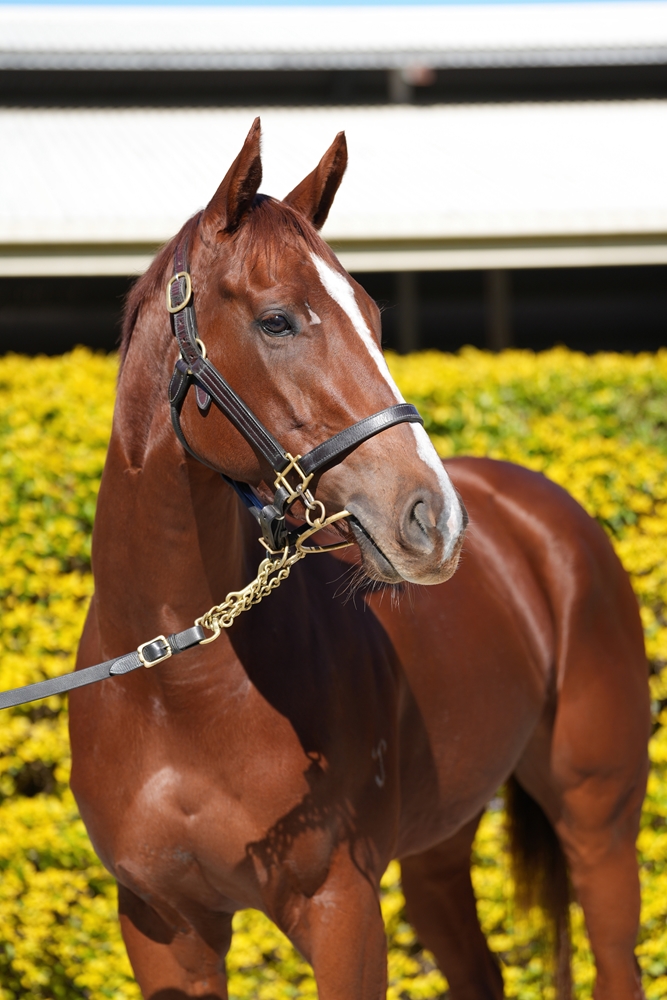 Kuroyanagi (AUS) - Image 2