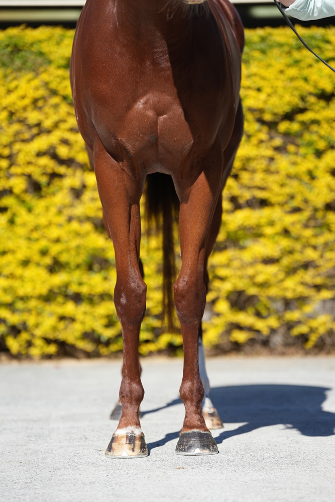 Kuroyanagi (AUS) - Image 3