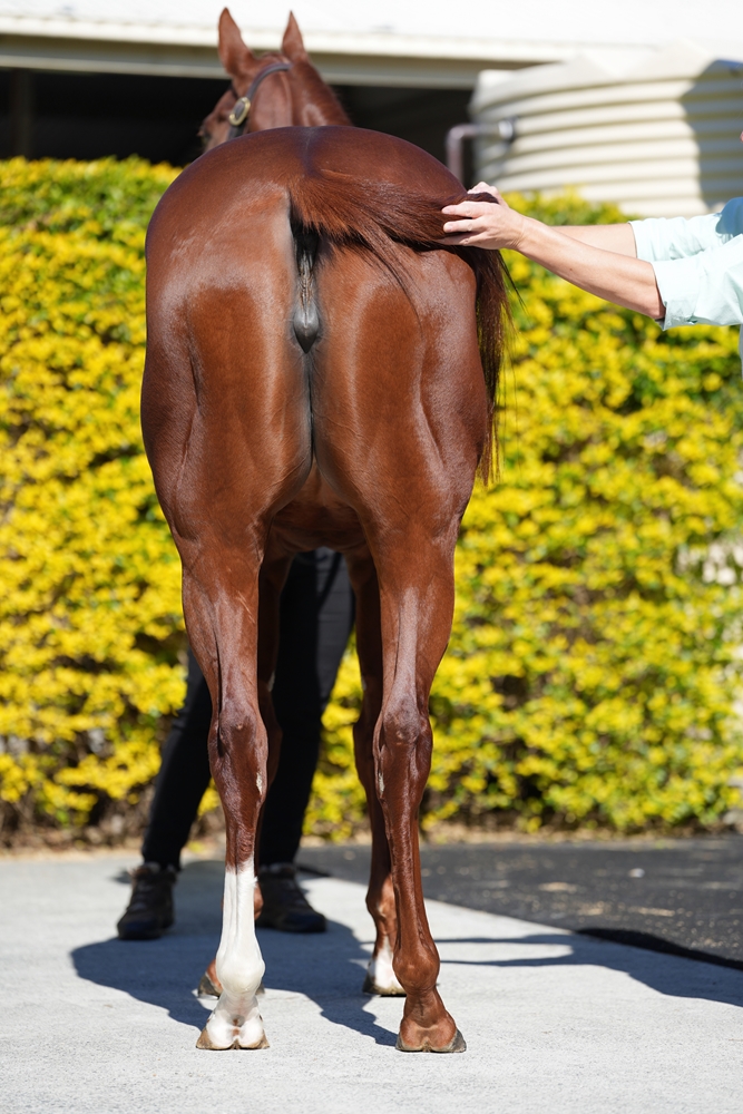 Kuroyanagi (AUS) - Image 4