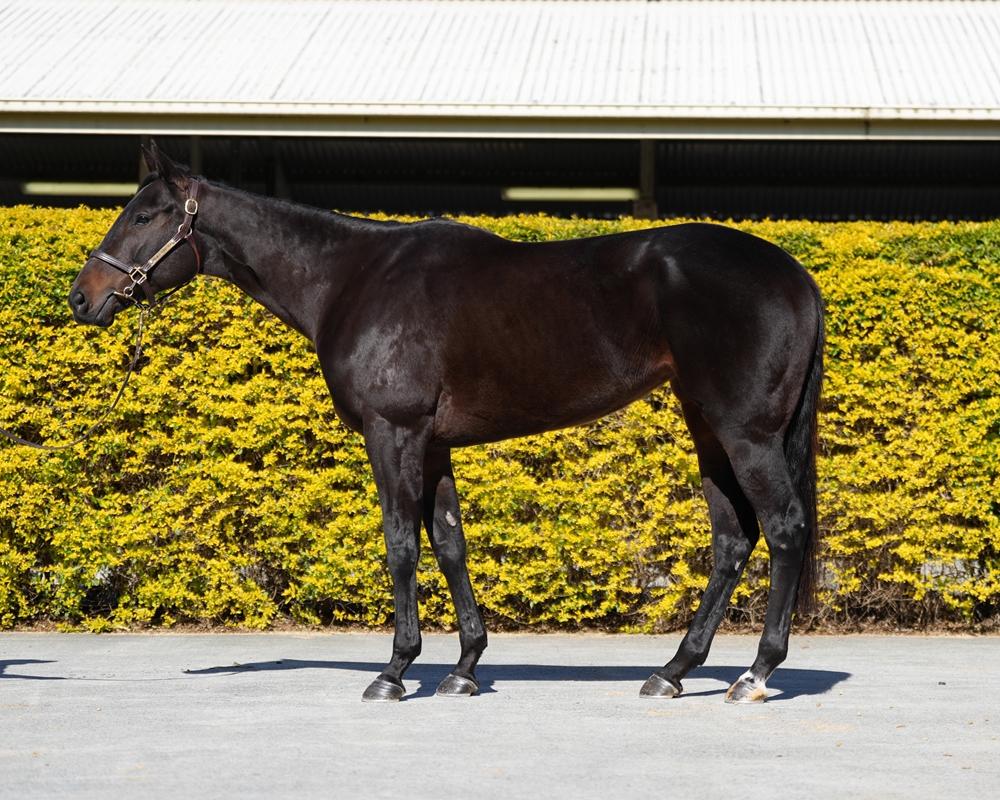 Boognish (AUS) - Image 1